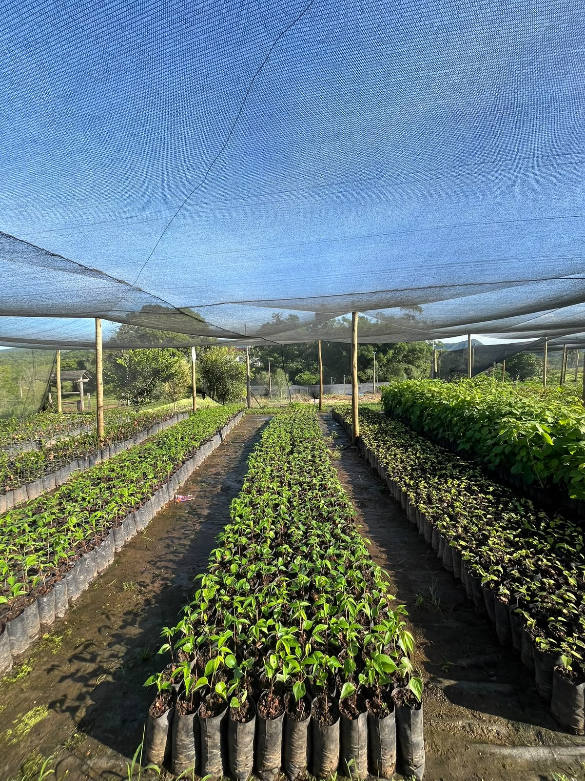 Viveiro NMA — mudas nativas para reflorestamento